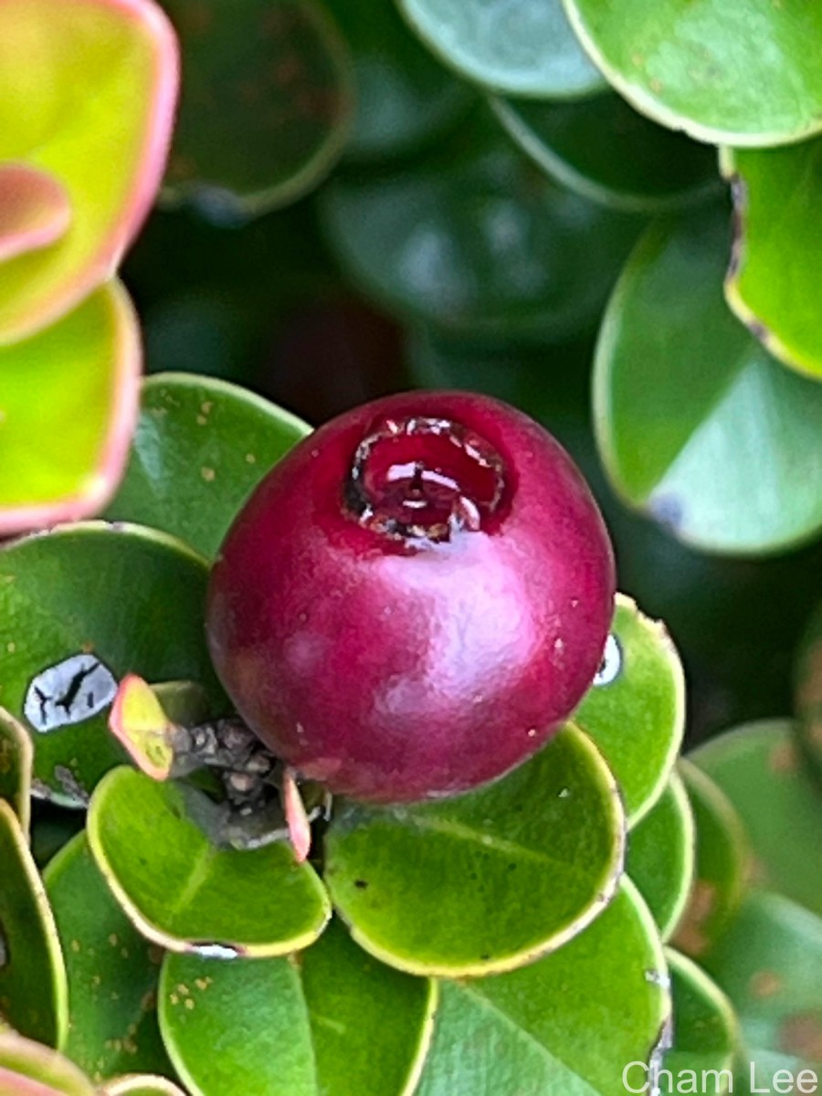 Syzygium rotundifolium Arn.